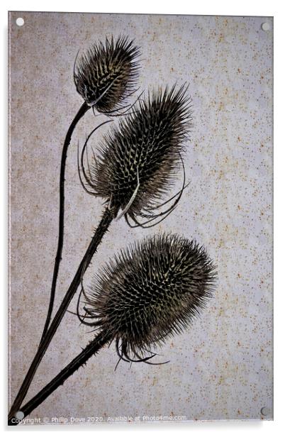 Teasels. Acrylic by Phillip Dove LRPS