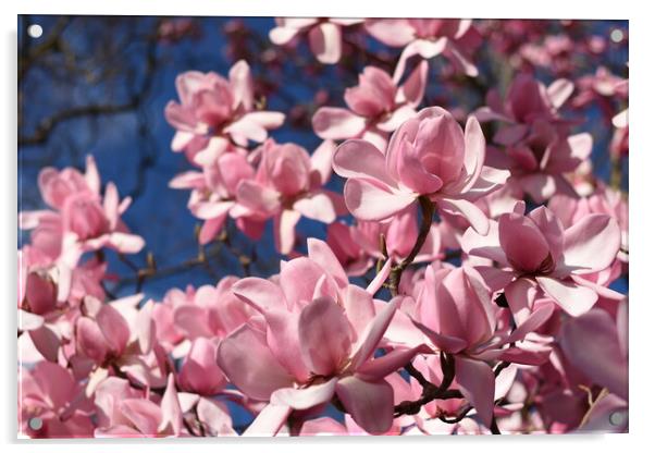 Pink magnolia flowers Acrylic by Theo Spanellis