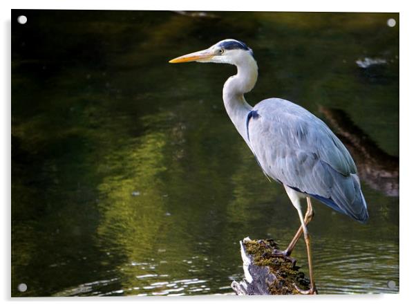 Grey heron in the pond Acrylic by Theo Spanellis
