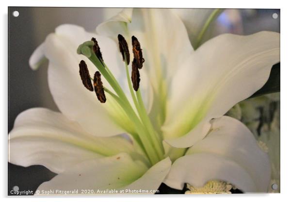 A Bloomed White Lily Acrylic by Sophi Fitzgerald