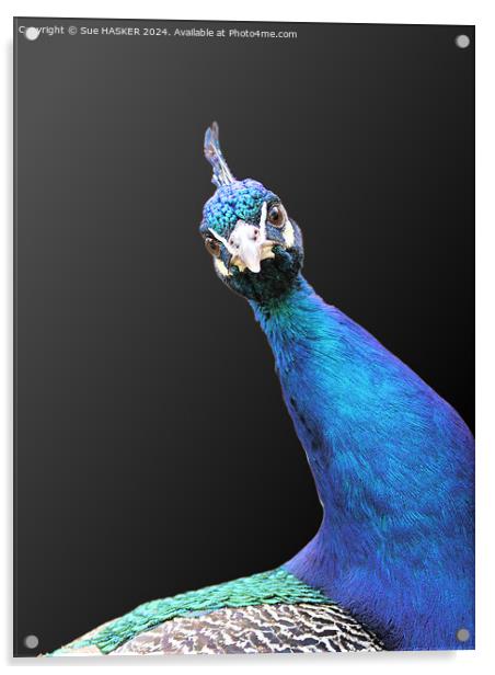 peacock Acrylic by Sue HASKER