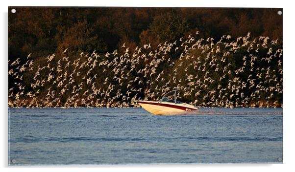 SPEEDBOAT Acrylic by Sue HASKER