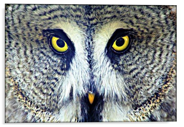 GREAT GREY OWL Acrylic by Sue HASKER