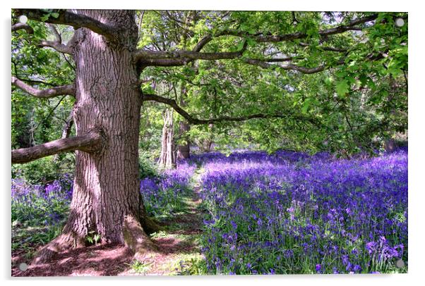 Path through the Bluebells Acrylic by DHWebb Art