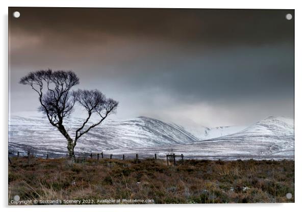 Tree of defiance Acrylic by Scotland's Scenery