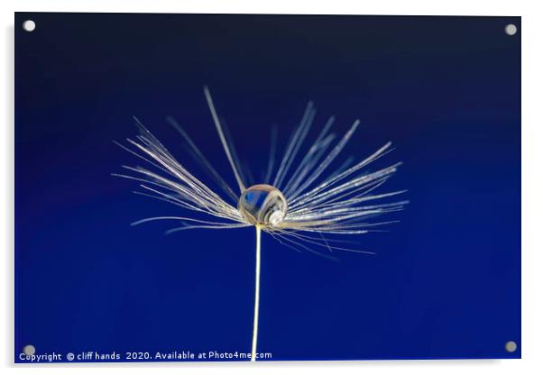 dandelion seed Acrylic by Scotland's Scenery