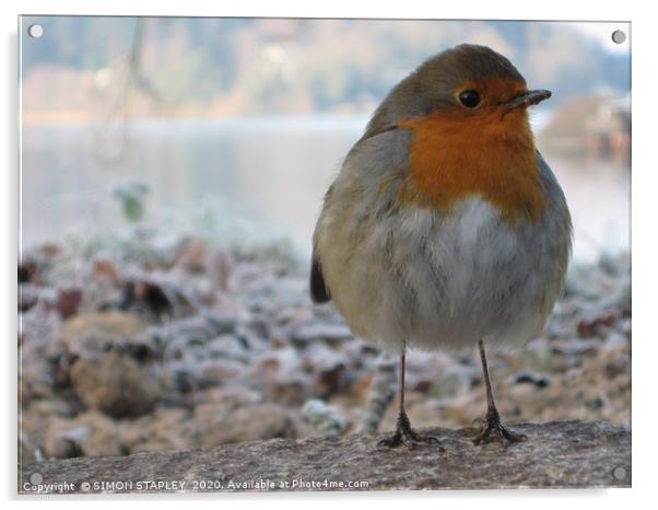 FROSTY MORNING ROBIN Acrylic by SIMON STAPLEY