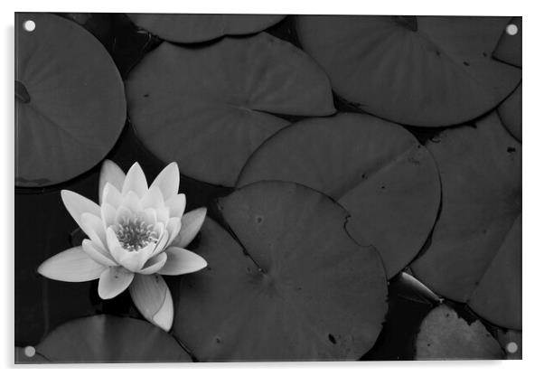 Black and White Lily Acrylic by Christopher Stores