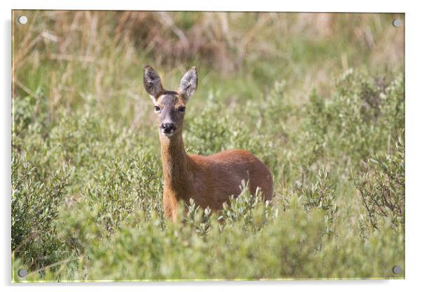 A Roe deer standing in a grassy field Acrylic by Christopher Stores