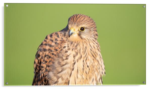 Kestrel Acrylic by Christopher Stores