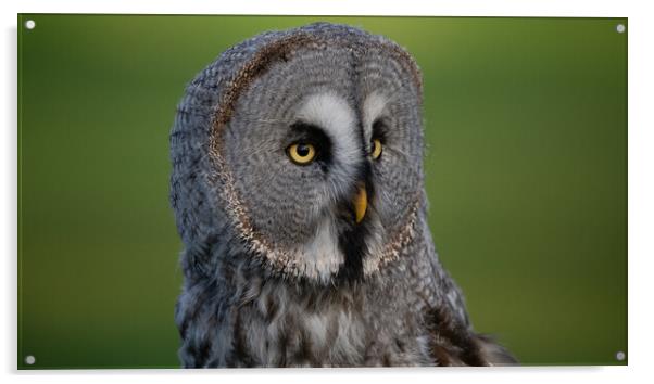 Great Grey Owl Acrylic by Christopher Stores