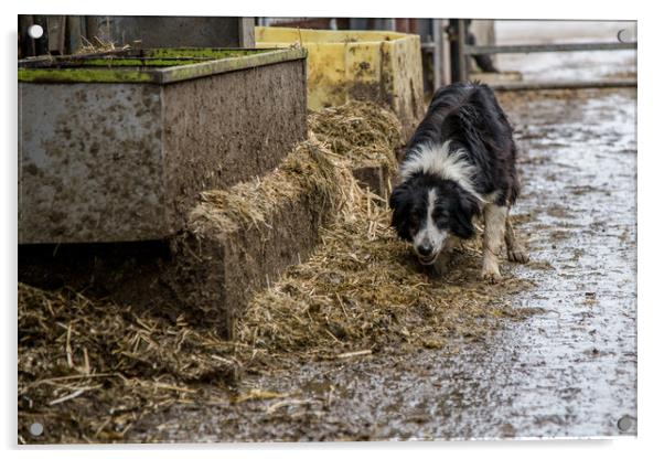 Working Farm Dog Acrylic by Christopher Stores