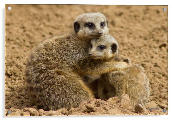 Meerkat Cuddle Acrylic by Christopher Stores
