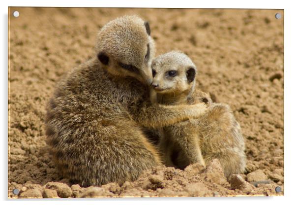 Mother and baby Meerkat Acrylic by Christopher Stores