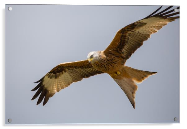 Soaring Red Kite Acrylic by Christopher Stores