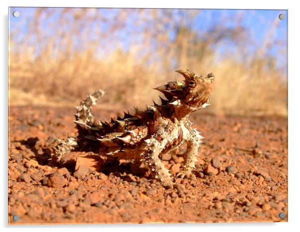 Thorny Devil at Uluru Acrylic by Christopher Stores