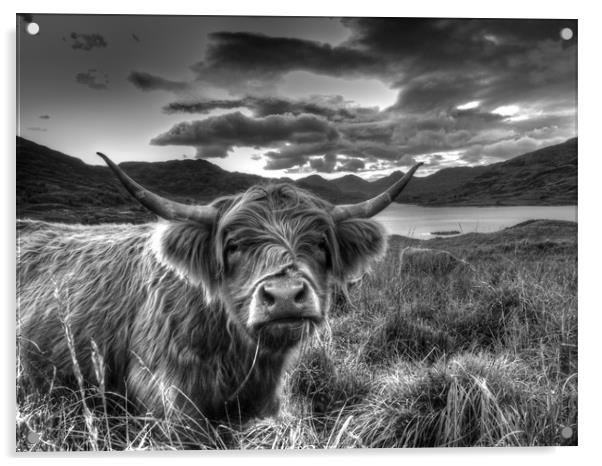 Black and White Highland Cow Acrylic by Christopher Stores