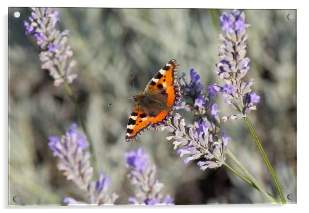 Red Admiral Butterfly on lavender  Acrylic by Christopher Stores