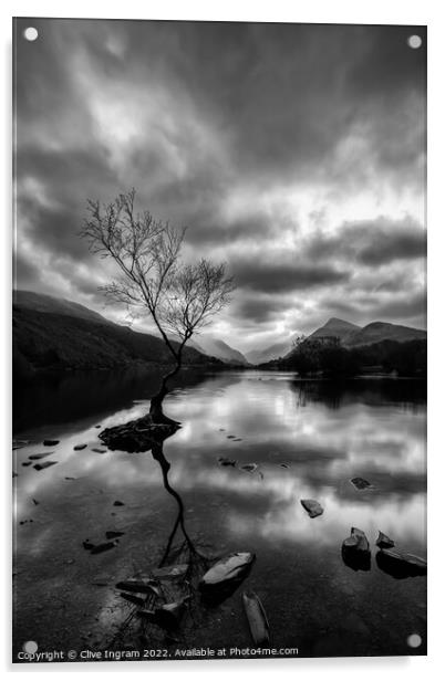 Iconic Welsh Tree in Monochromatic Landscape Acrylic by Clive Ingram