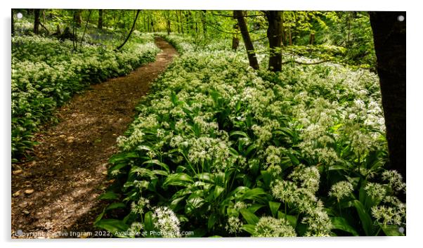 A Tranquil Wild Garlic Woodland Acrylic by Clive Ingram