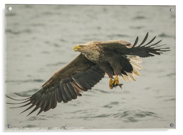 Graceful Predator Acrylic by Clive Ingram