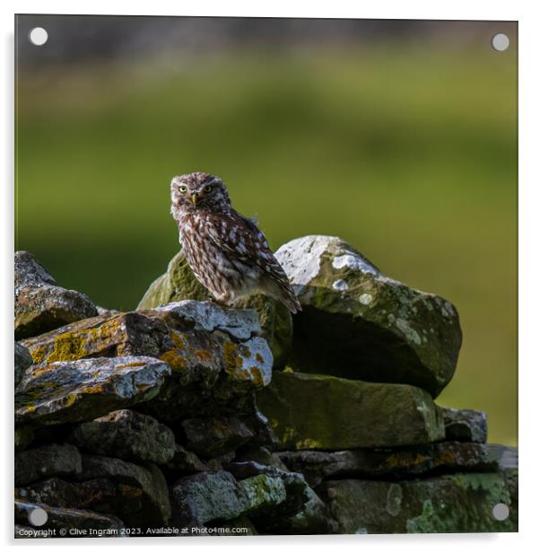 Little owl on a dry stone wall Acrylic by Clive Ingram