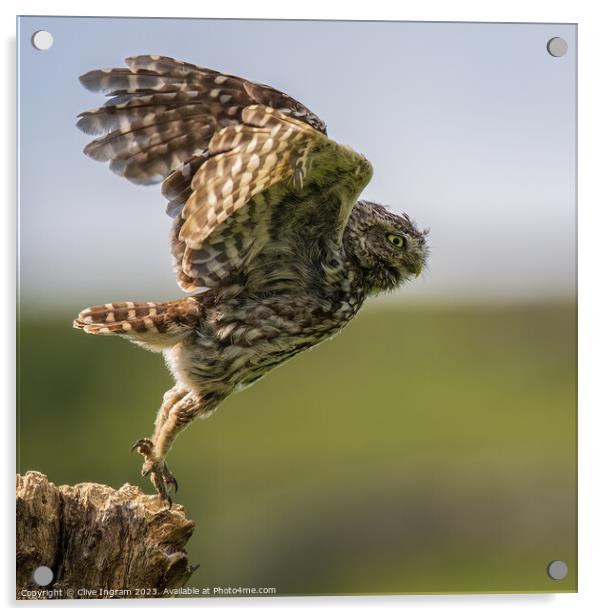 A little owl takes flight Acrylic by Clive Ingram