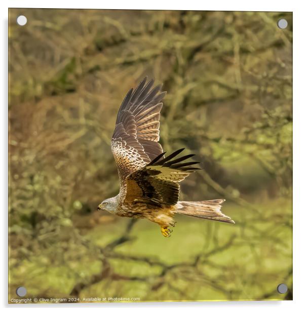 Red Kite take-off Acrylic by Clive Ingram