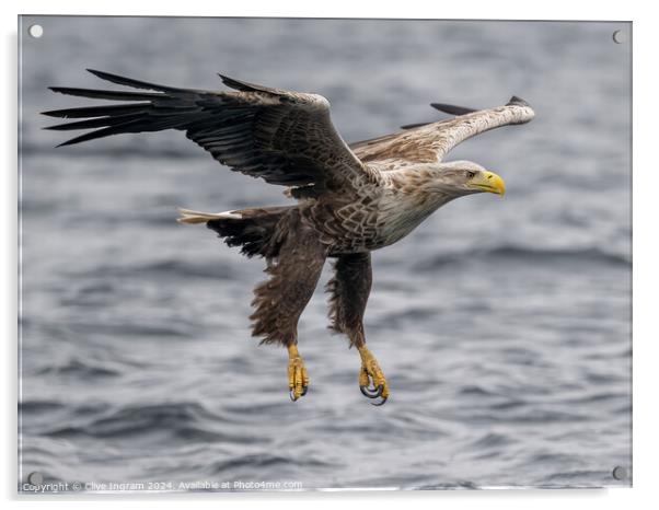 White tailed sea eagle skims the waves Acrylic by Clive Ingram