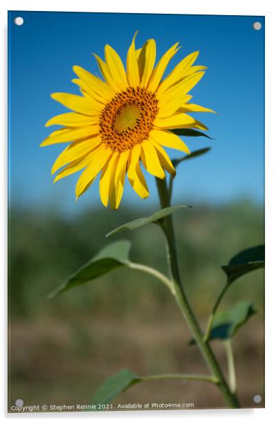 Flower sunflower Acrylic by Stephen Rennie