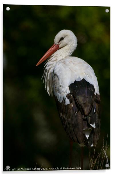 White stork (Ciconia ciconia) Acrylic by Stephen Rennie