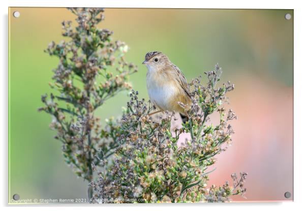 Cute warbler perched top of bush Acrylic by Stephen Rennie