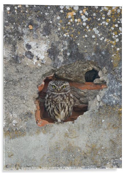 Little owl Acrylic by Stephen Rennie