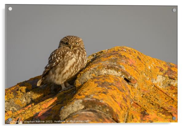 Little owl Athene noctua on rooftop Acrylic by Stephen Rennie