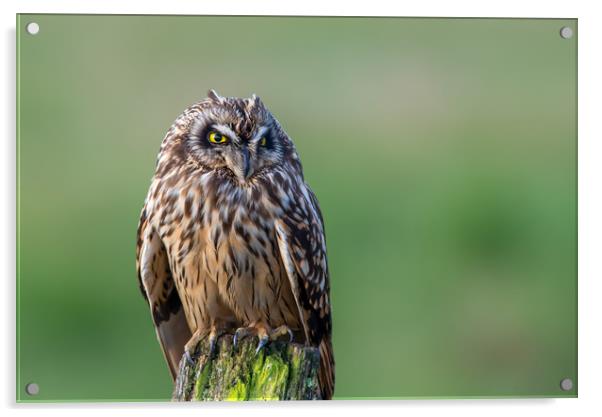 Short-eared Owl bird of prey portrait Acrylic by Stephen Rennie