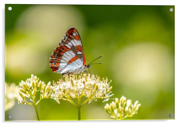 White Admiral butterfly Acrylic by Stephen Rennie