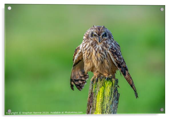 Short eared owl bird of prey Acrylic by Stephen Rennie