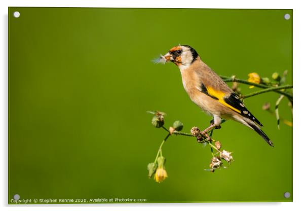 Goldfinch eating Hawkweed seeds Acrylic by Stephen Rennie