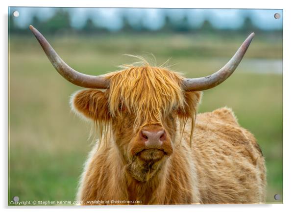Portrait of a long haired Highland Cow coo Acrylic by Stephen Rennie
