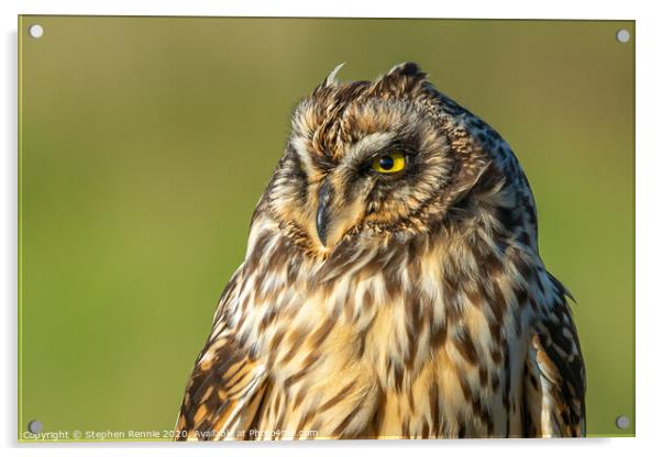 Short-eared owl headshot Acrylic by Stephen Rennie