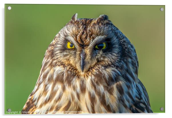 Face to face with a Short-eared Owl Acrylic by Stephen Rennie