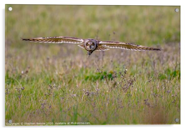 Short-eared owl with prey Acrylic by Stephen Rennie