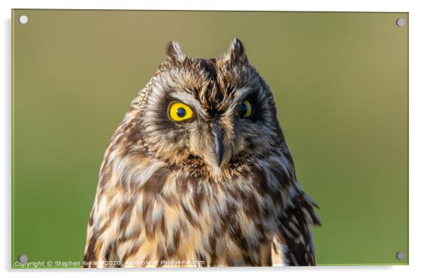 Short-eared owl portrait Acrylic by Stephen Rennie
