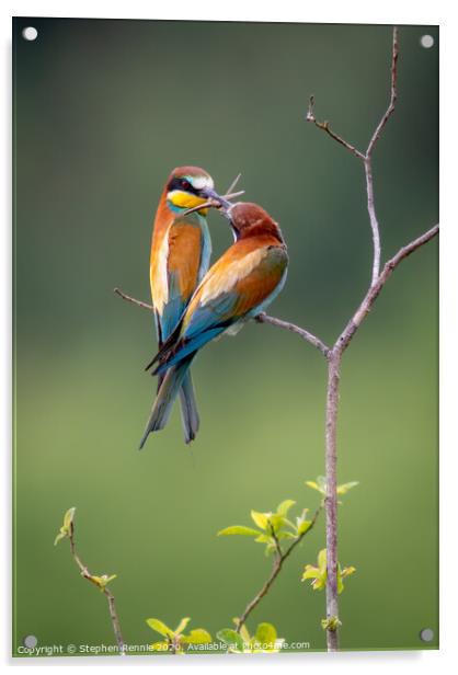 European Bee-eaters (Merops apiaster) Acrylic by Stephen Rennie