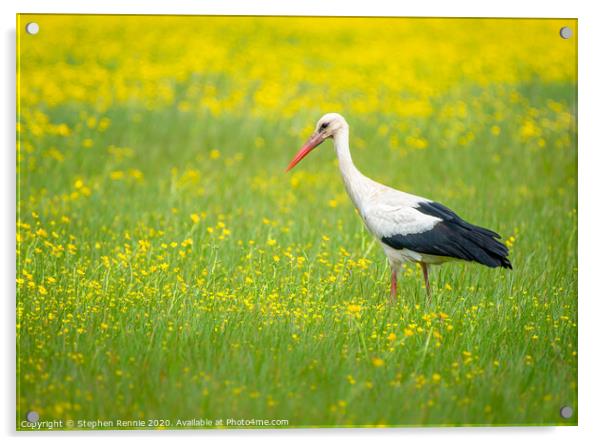 White Stork in the Buttercup field Acrylic by Stephen Rennie