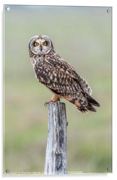 Short-eared owl (Asio flammeus) Acrylic by Stephen Rennie