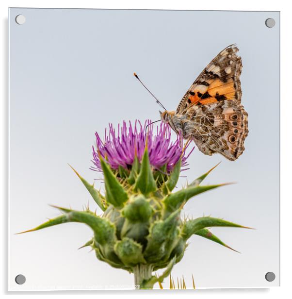 Painted Lady butterfly on thistle Acrylic by Stephen Rennie