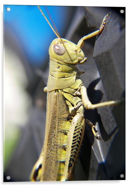 Green Grasshopper  Acrylic by Jennifer Longardner