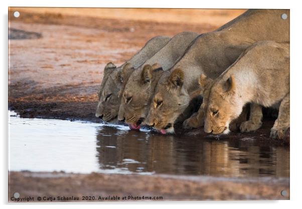 Lionesses at the waterhole Acrylic by Catja Schonlau
