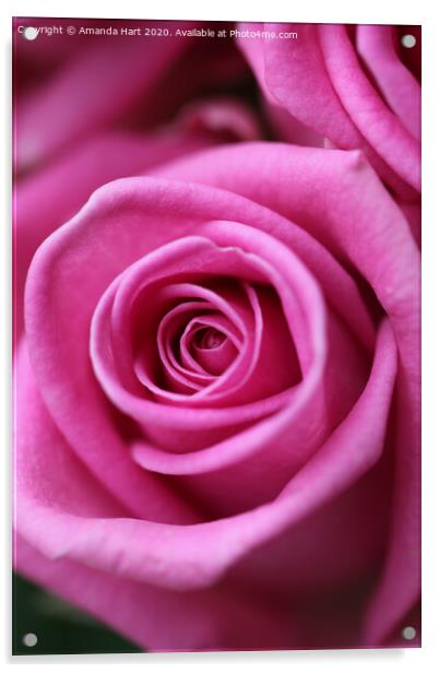 Pink Rose Acrylic by Amanda Hart